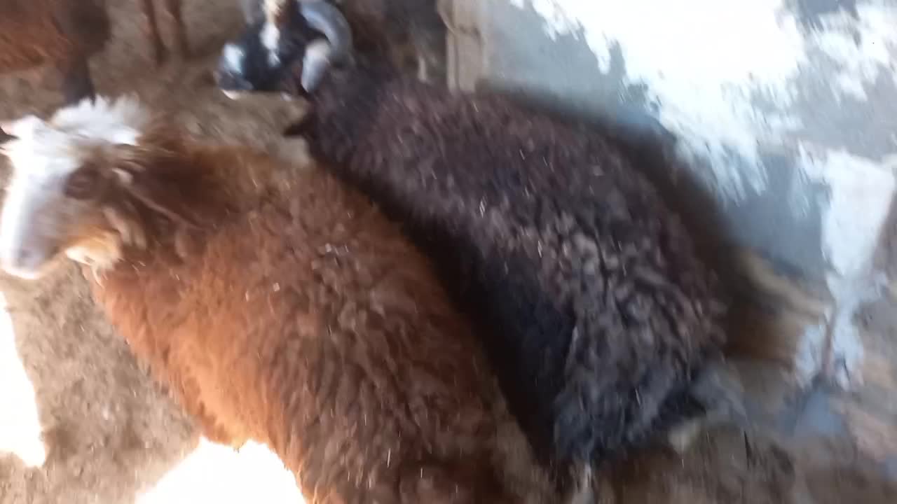 بره نر گوساله ماده هلشتاین|حیوانات مزرعه|بندر ماهشهر, |دیوار