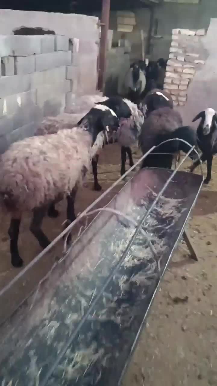 میش شال|حیوانات مزرعه|یزد, |دیوار