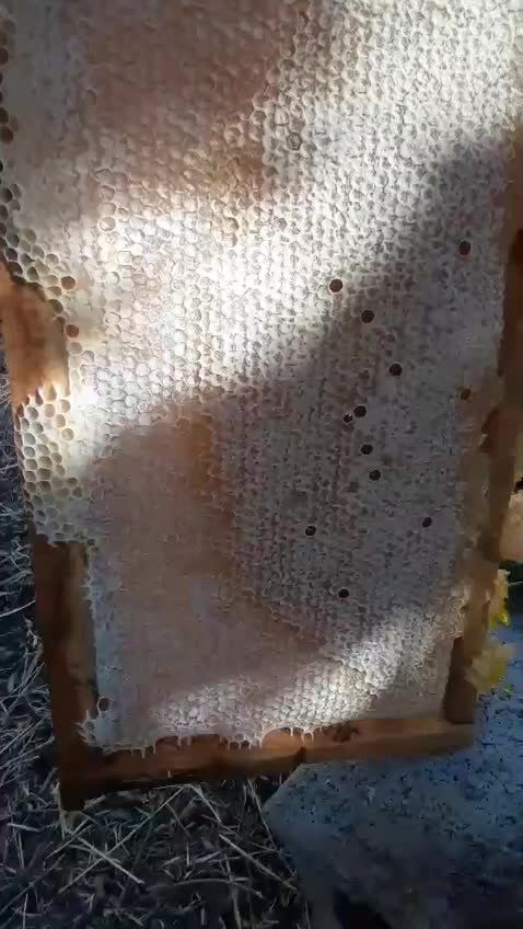 عسل|خوردنی و آشامیدنی|دوگنبدان, |دیوار