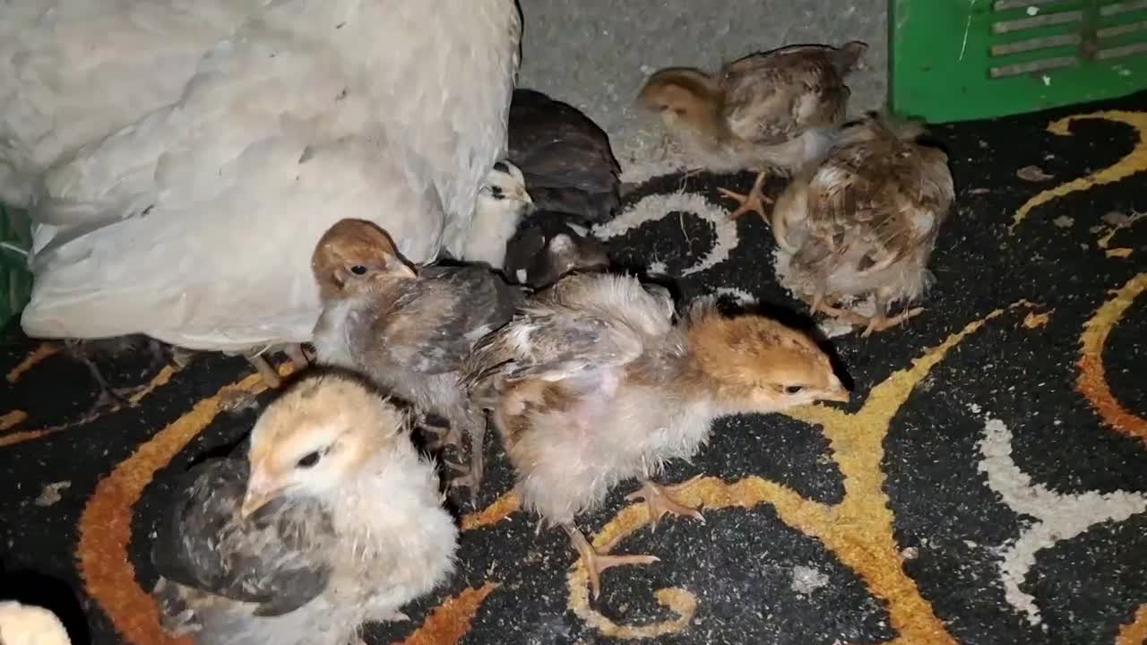 جوجه 1ماه زیر مرغی|حیوانات مزرعه|چابکسر, |دیوار