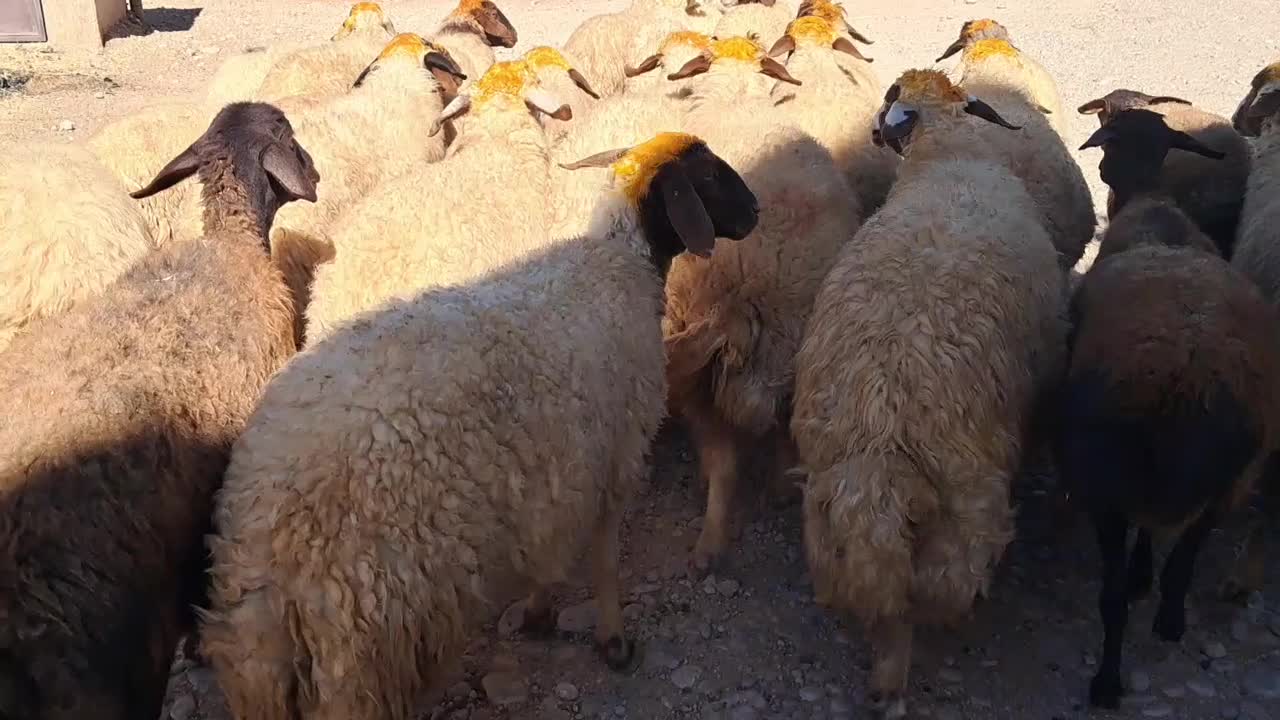 میش۰گوسفند ۰ درجه یک آنتیک|حیوانات مزرعه|زاگرس, |دیوار