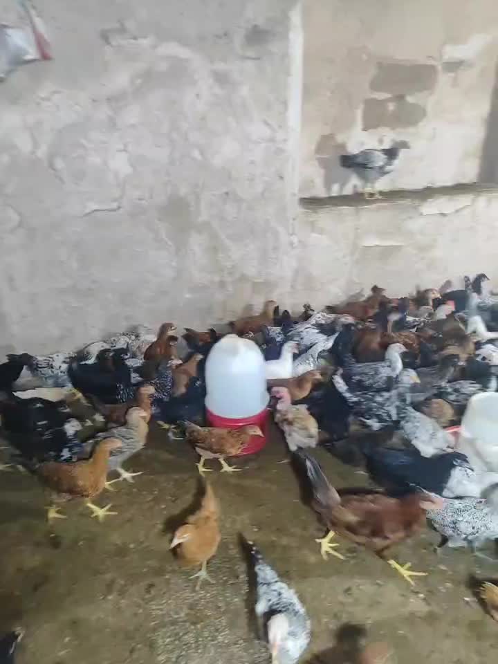 نیمچه مرغ|حیوانات مزرعه|گتوند, |دیوار