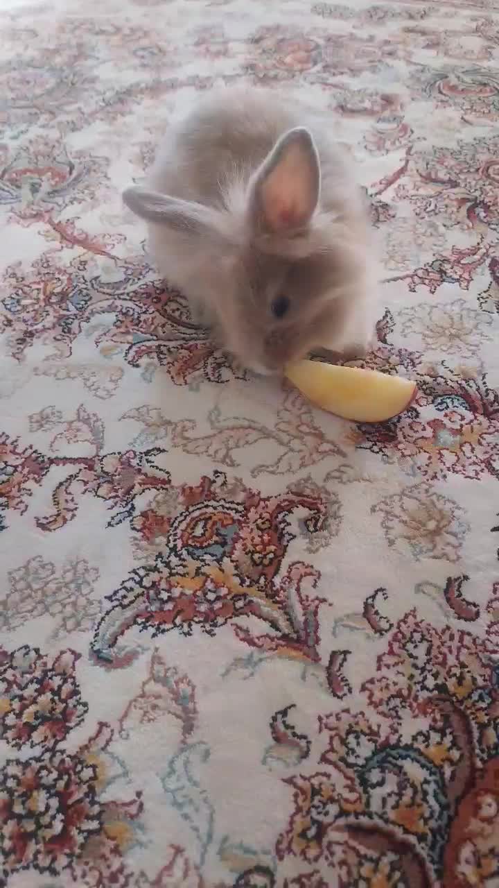 خرگوش مینی لوپ|موش و خرگوش|تهران, جوادیه تهرانپارس|دیوار