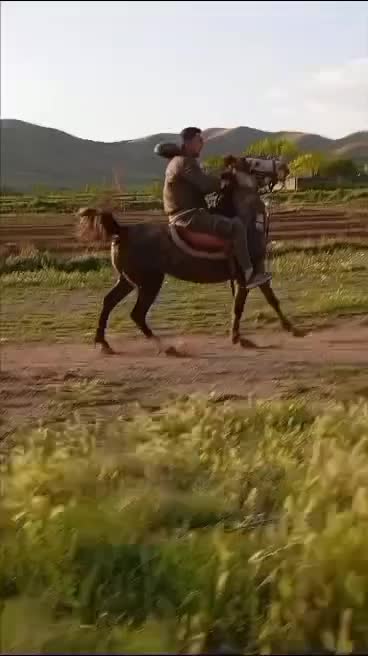 مادیان|اسب و تجهیزات اسب‌سواری|قیدار, |دیوار