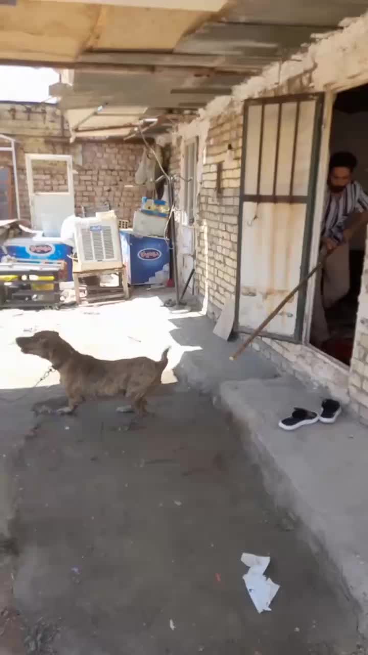 سگ نگهبان|سگ|قم, قلعه صدری|دیوار