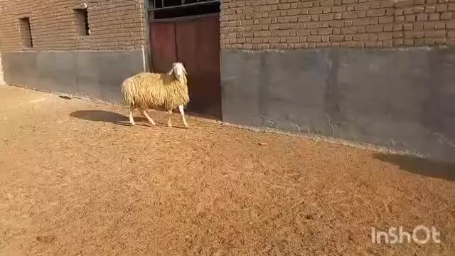 قوچ مغانی از اردبیل اوردم فروشی هست|حیوانات مزرعه|بجنورد, |دیوار