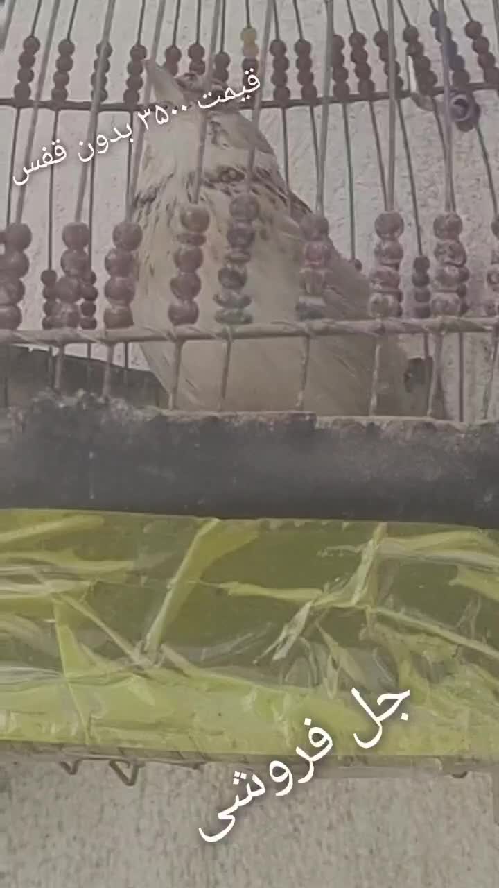 سهره چهارگل و سهره خاکی|پرنده|مشهد, پورسینا|دیوار