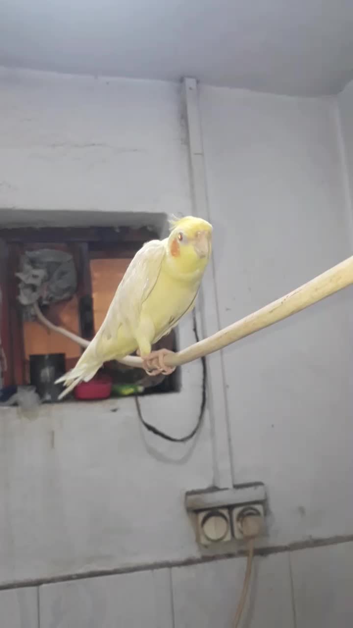 عروس هلندی سخن گو  ۸ماهه تازه رفته تولک|پرنده|سنگر, |دیوار