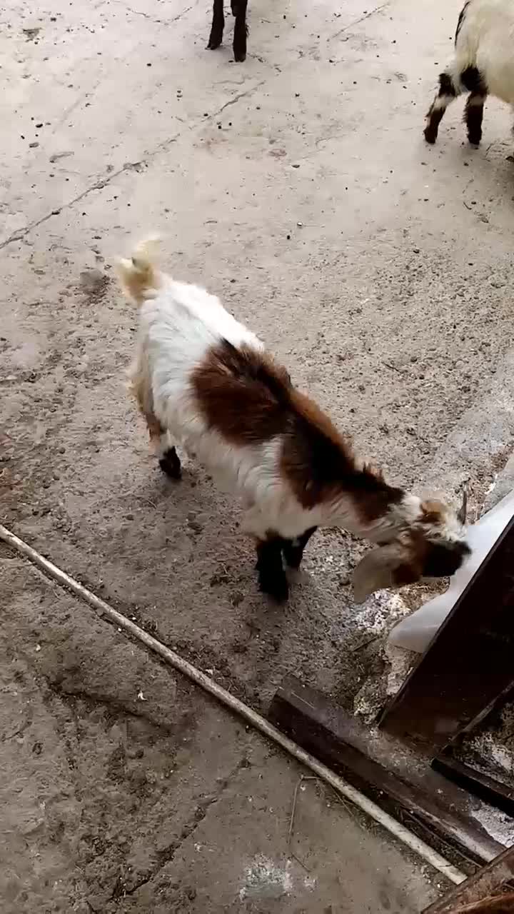 بزغاله ماده|حیوانات مزرعه|سنگدوین, |دیوار