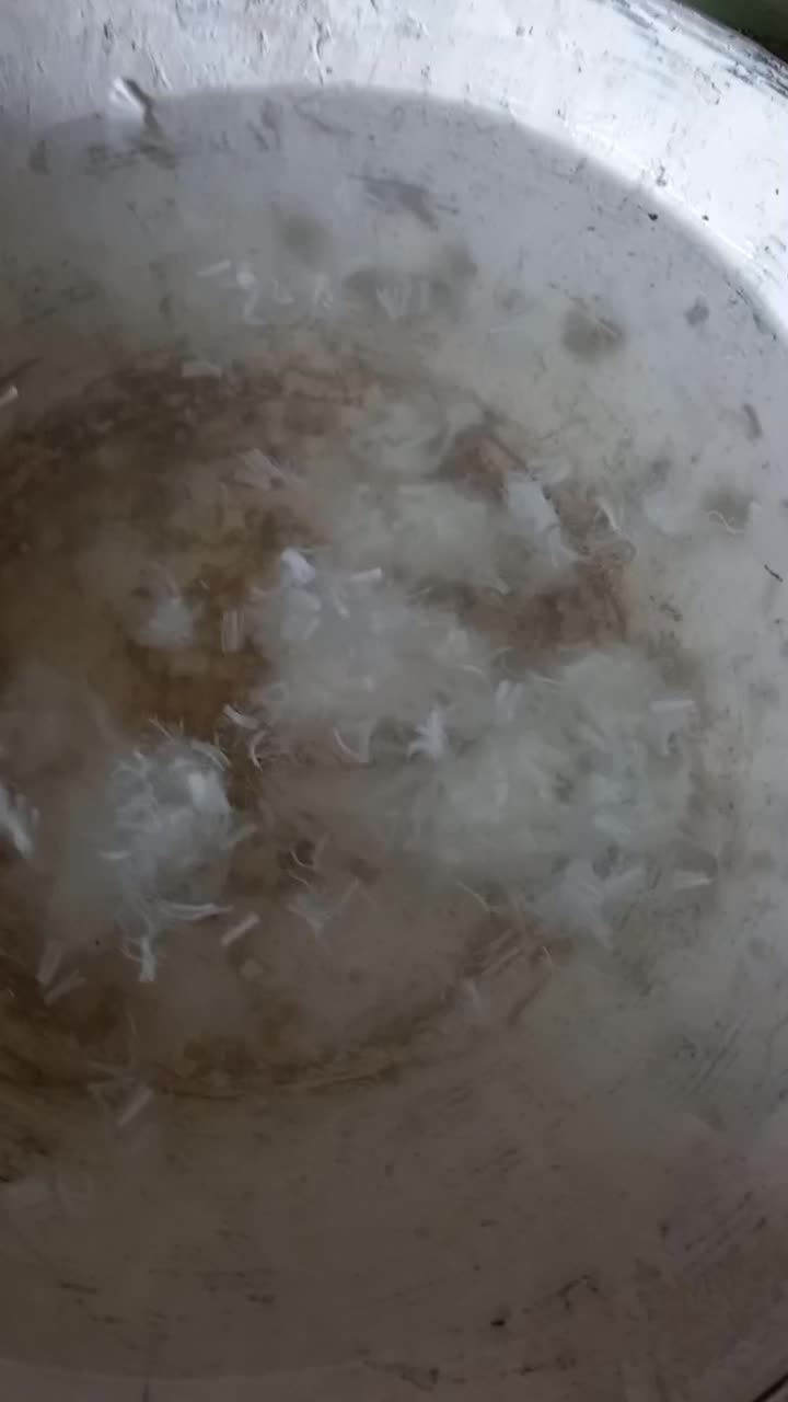 سفیدکاری و گچکاری نانو الیافی|خدمات پیشه و مهارت|اهواز, پادادشهر|دیوار