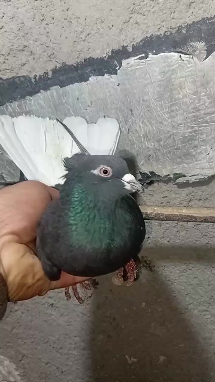 کبوتر|پرنده|سلطانیه, |دیوار