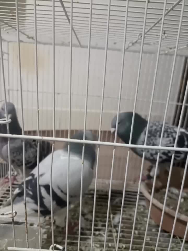 کبوتر سبز آلمانی پلاکی. سفید آلمانی. ساده|پرنده|مشهد, کارمندان دوم|دیوار