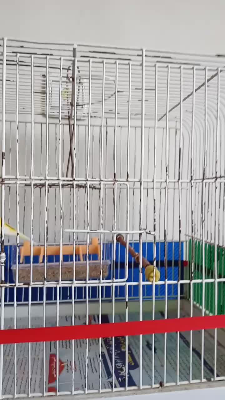 قناری قورولتی ماده|پرنده|اردبیل, |دیوار