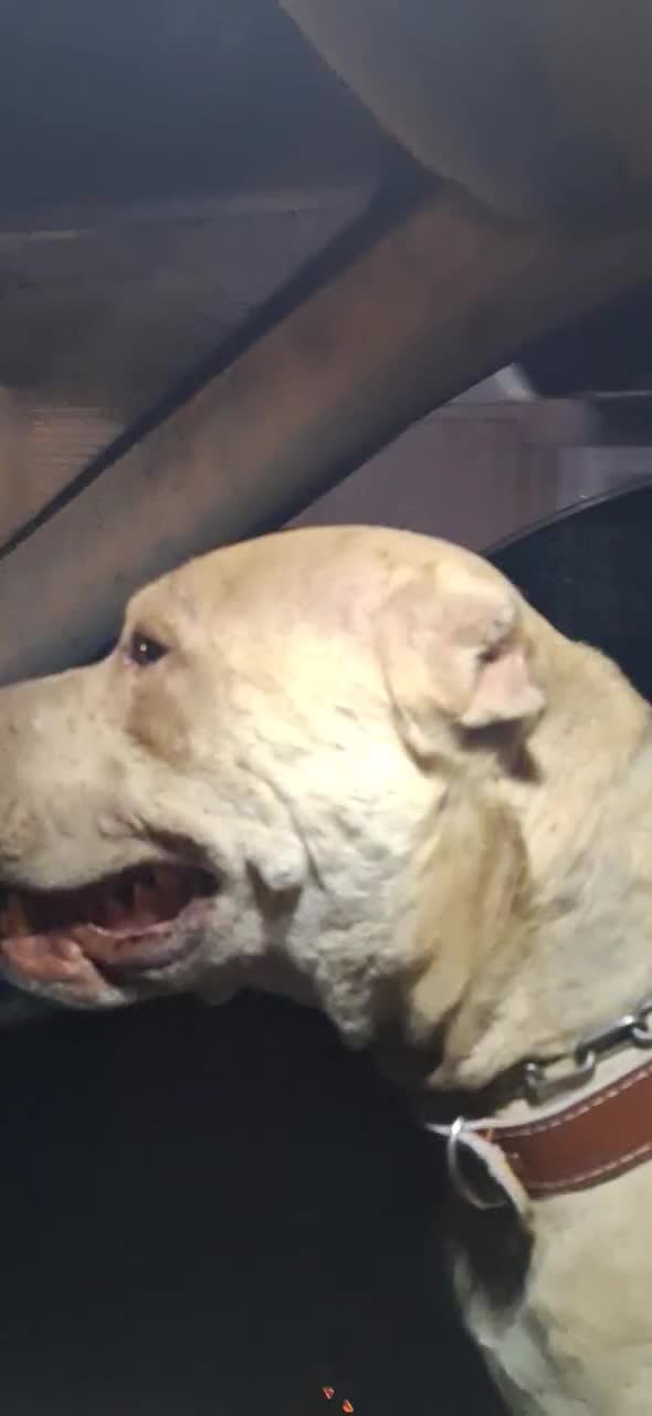 سگ پیتبول بادیگارد|سگ|شیراز, وزیرآباد|دیوار