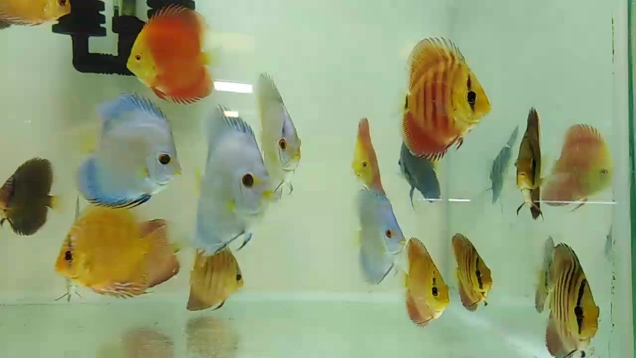 فروش دیسکس باتنوع وکیفیت عالی از سایز3تا7اینچ|ماهی|کرمان, |دیوار