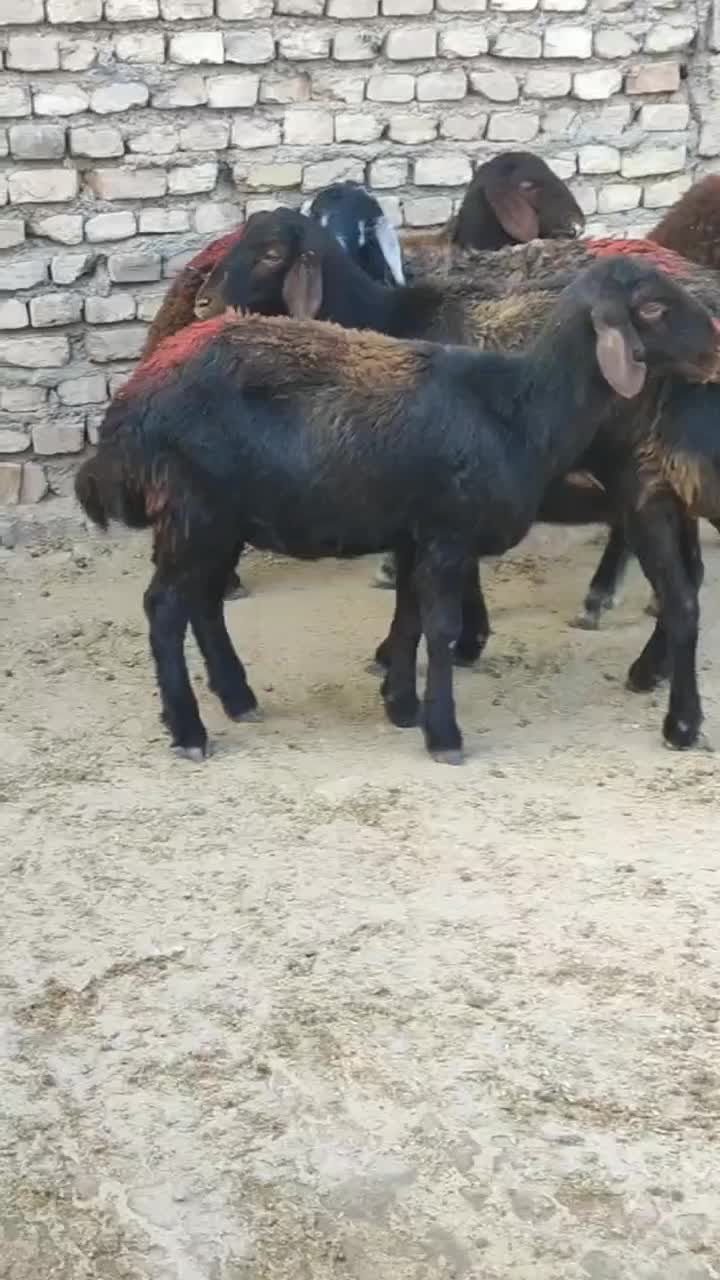 بره ماده افشاری|حیوانات مزرعه|محمدیه-قزوین, |دیوار