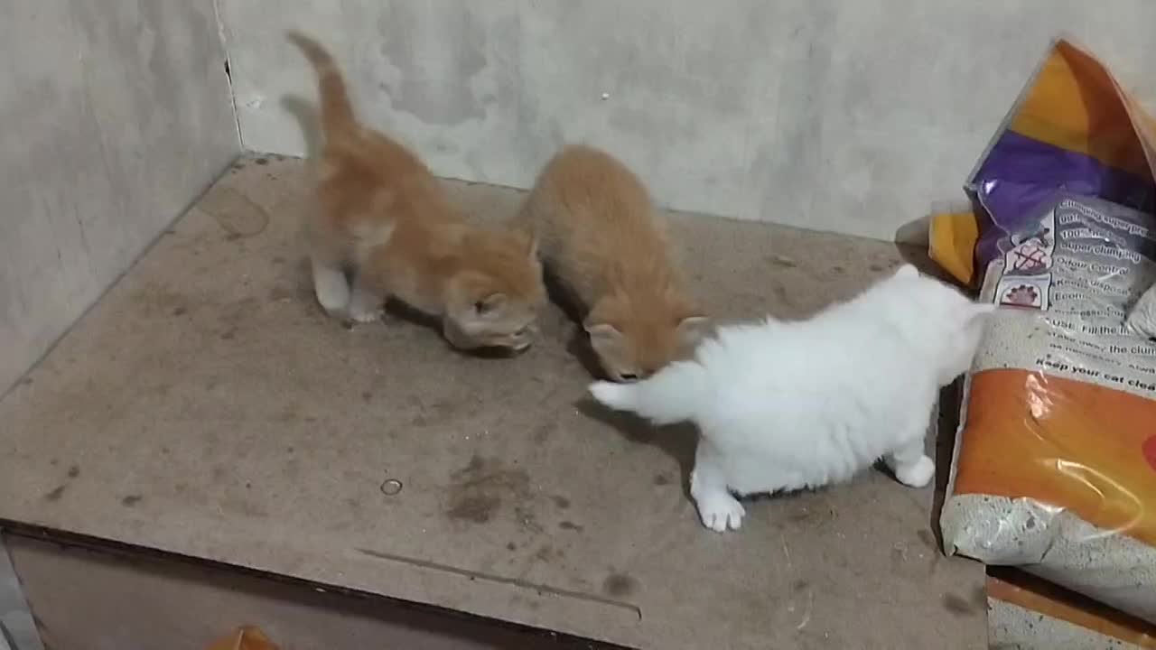 پرشین گلد -اسکاتیش کارامل،پرشین سفید|گربه|تبریز, |دیوار