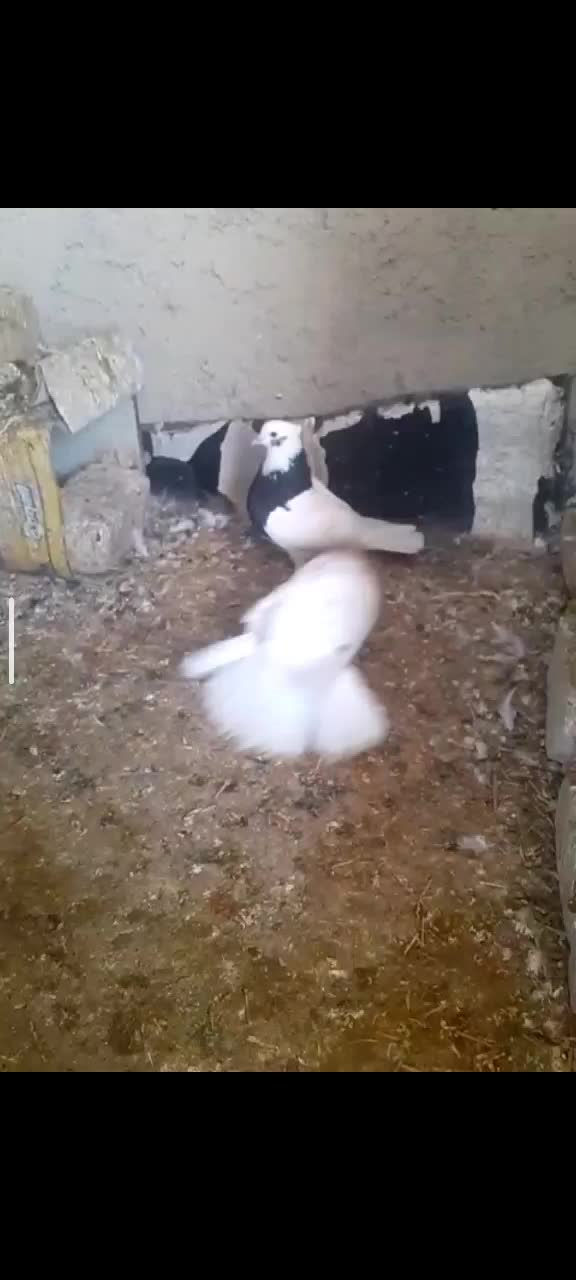 یه‌جقت‌طوق|پرنده|مرودشت, ژیان|دیوار