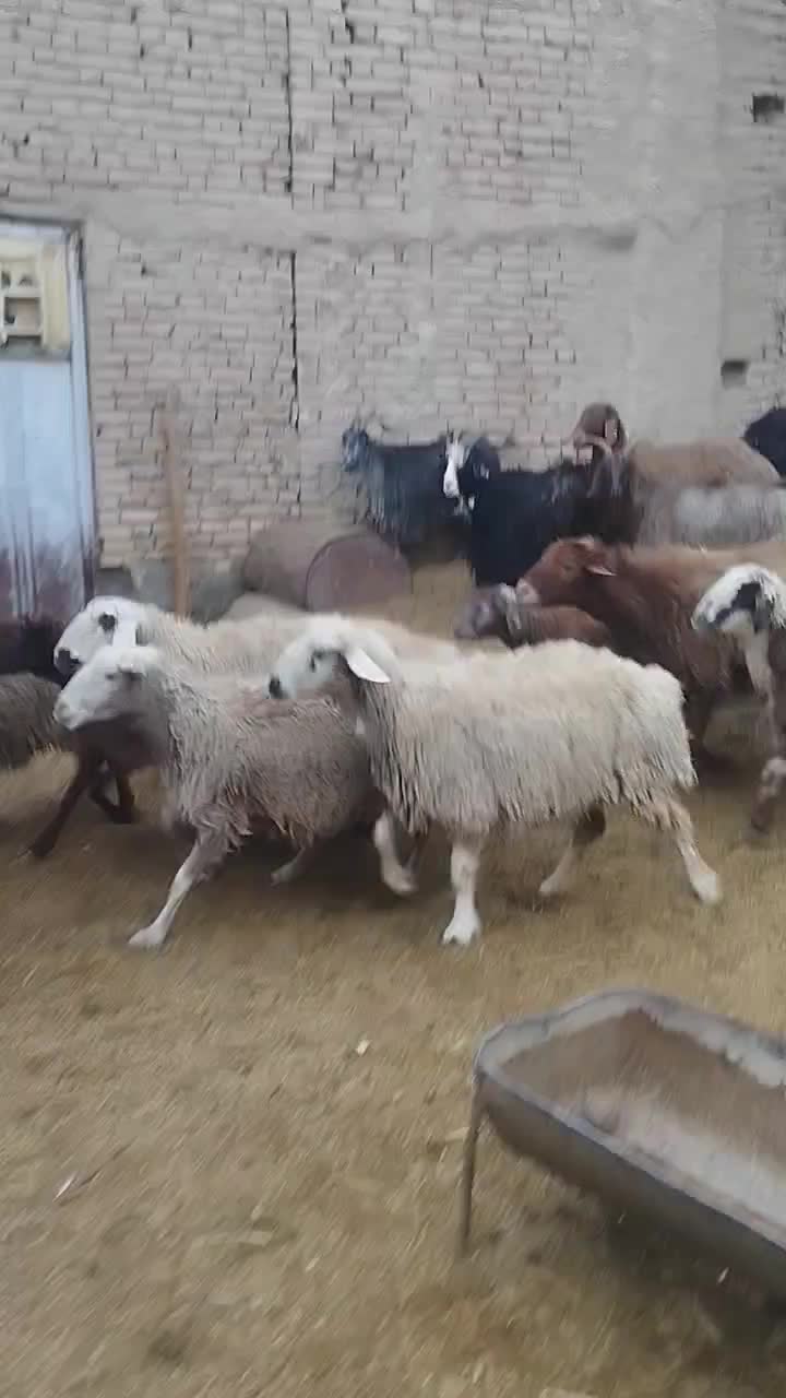 قوچ افشاری|حیوانات مزرعه|شهرضا, |دیوار