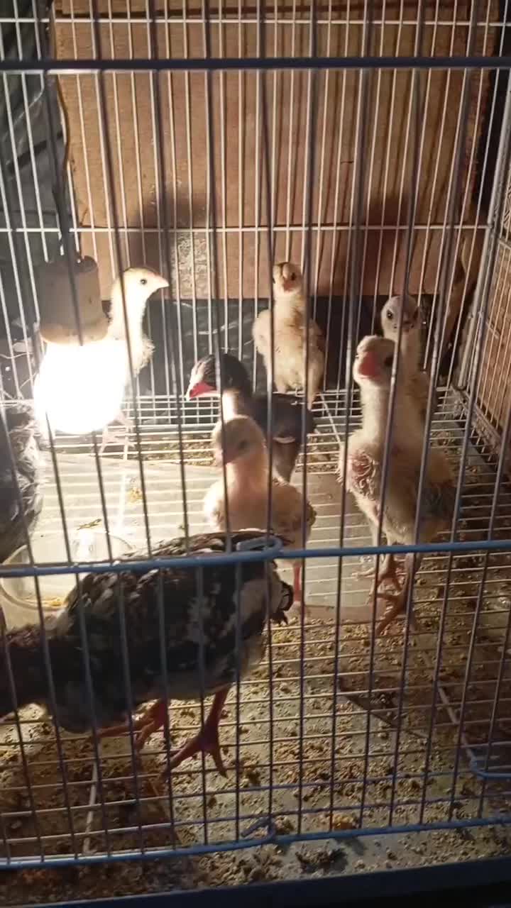 دستگاه جوجه کشی اتومات.مرغ خروس اردک بوقلمون پرنده|لوازم جانبی حیوانات|زاهدان, |دیوار