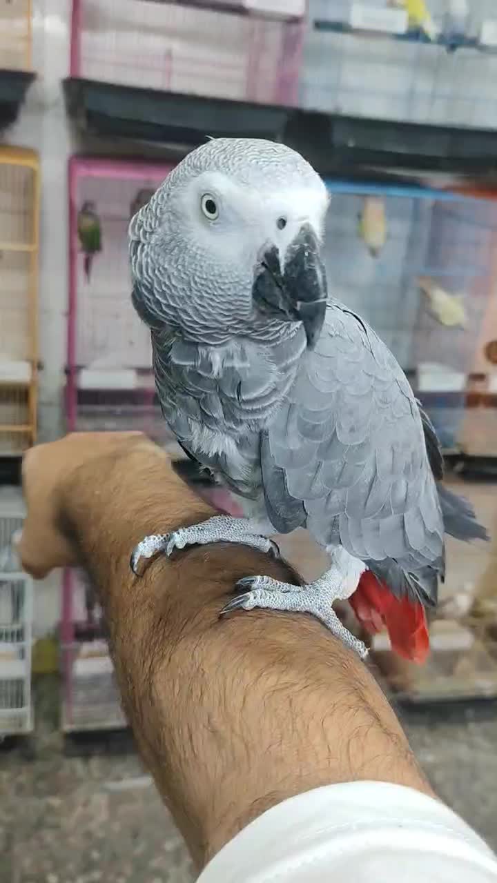 کاسکو سخنگو رام ۵۰ کلام|پرنده|ساری, |دیوار