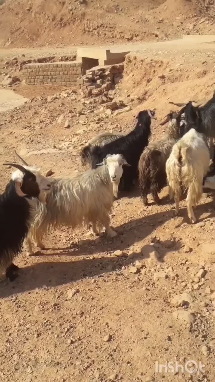 نرمیش وبز|حیوانات مزرعه|مسجد سلیمان, |دیوار