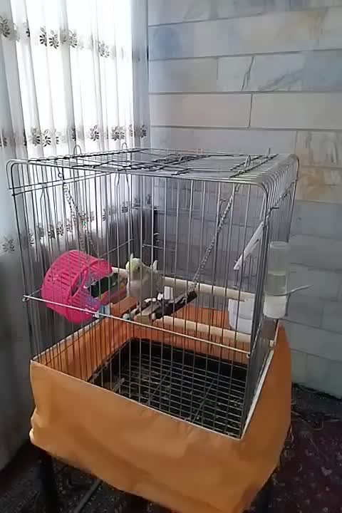 عروس هلندی ماده|پرنده|تهران, شهرک هما|دیوار