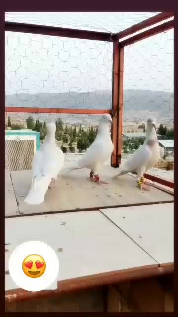 سه تا الماسی  دوتا نر یه ماده|پرنده|فسا, |دیوار