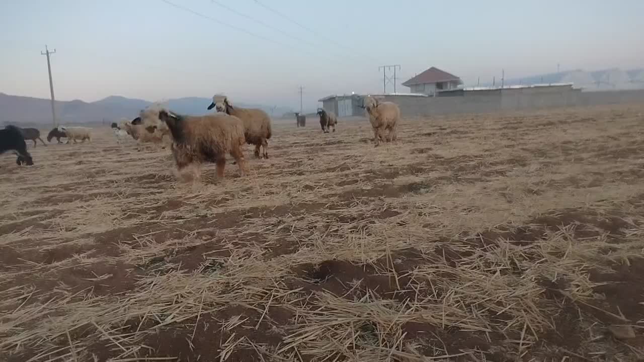 قوچ بختیاری|حیوانات مزرعه|یاسوج, |دیوار