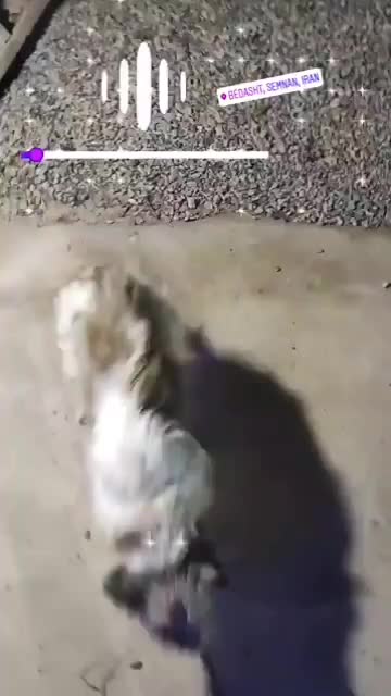 سگ گمشده|سگ|شاهرود, |دیوار