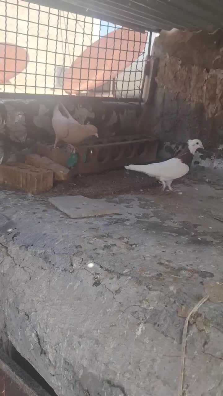 سه تا کفتر|پرنده|شیراز, کوشک میدان|دیوار