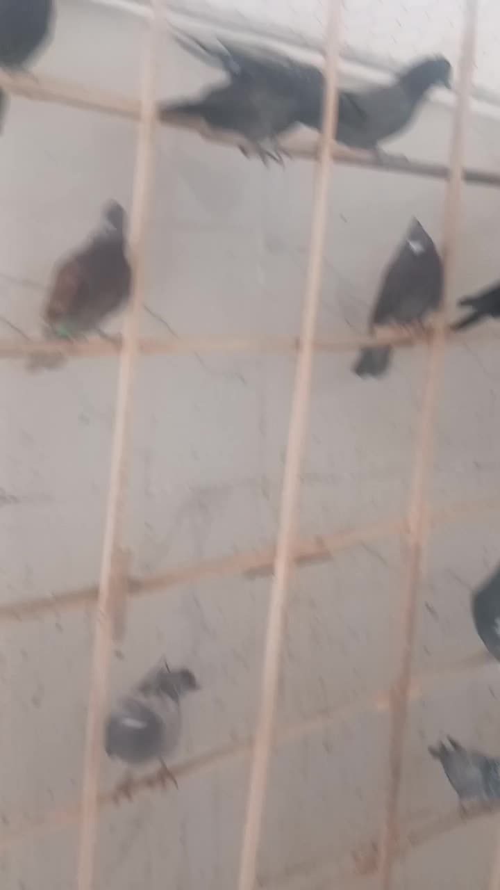 کبوترپرشی|پرنده|قزوین, |دیوار