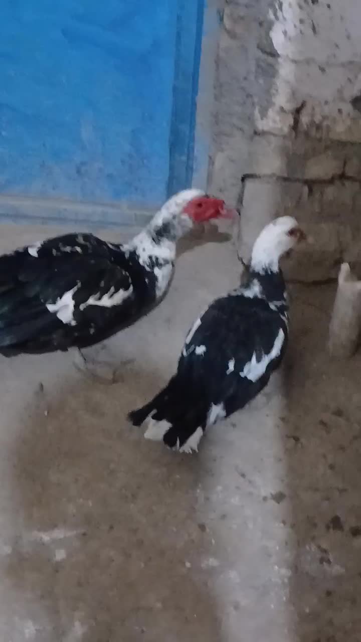 مرغابی مسکویی بالغ|حیوانات مزرعه|سبزوار, کراب|دیوار