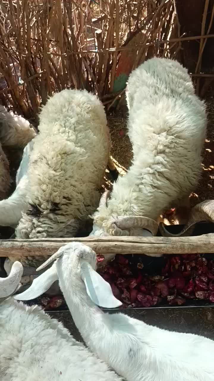 بره نر شیری وزن30ت40|حیوانات مزرعه|ارزوئیه, |دیوار