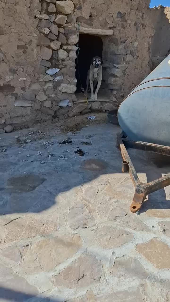 سگ پژدر|سگ|گل تپه, |دیوار