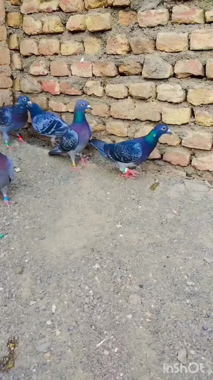 جوفت گاه المانی|پرنده|رضویه, |دیوار