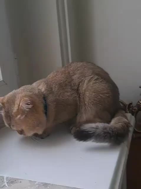 نر گلد مولد قوی|گربه|تهران, میرداماد|دیوار