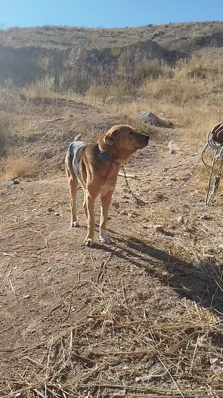 سگ گله|سگ|آبگرم, |دیوار