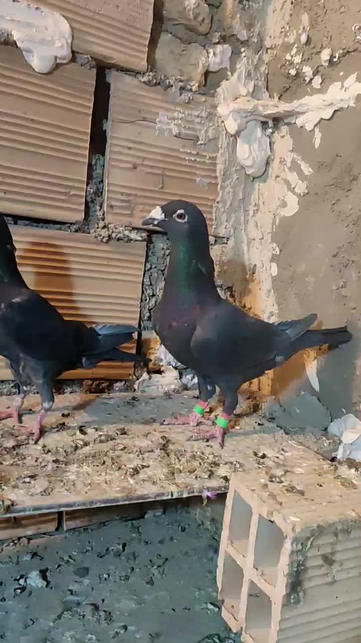 مسافتی|پرنده|شریفآباد, |دیوار