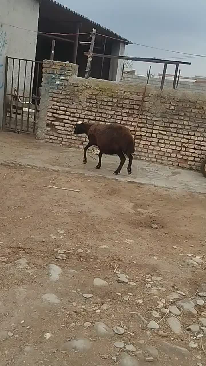 گوسفند|حیوانات مزرعه|سیمین شهر, |دیوار