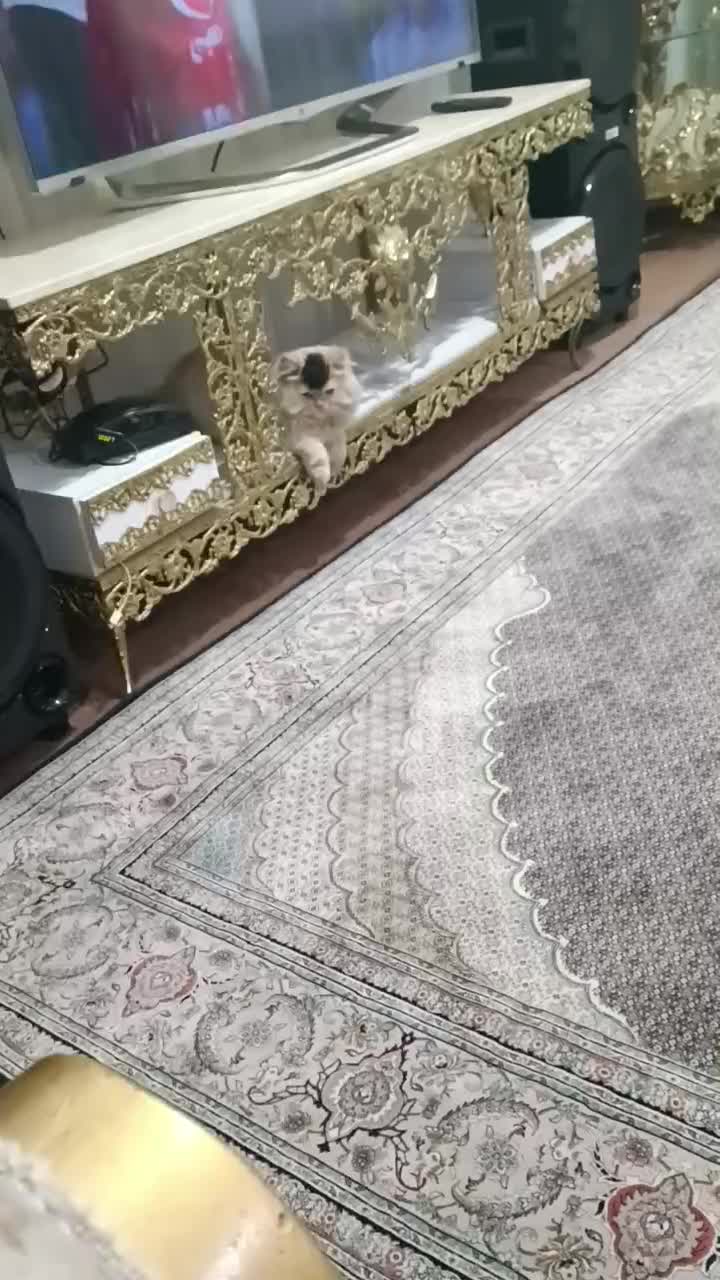 گربه پرشین خانگی|گربه|ارومیه, |دیوار