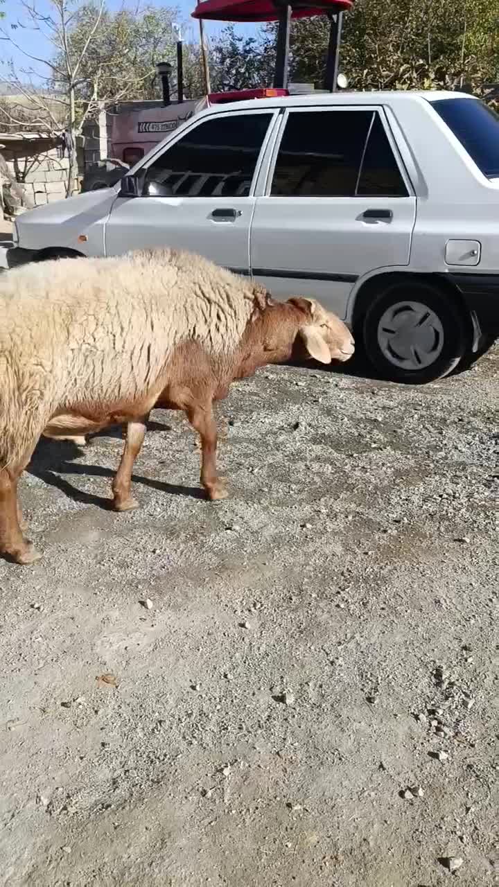 قوچ.گوسفند|حیوانات مزرعه|بیلوار, |دیوار