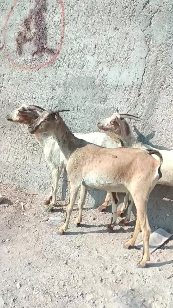 بز سه عدد|حیوانات مزرعه|بندرعباس, |دیوار