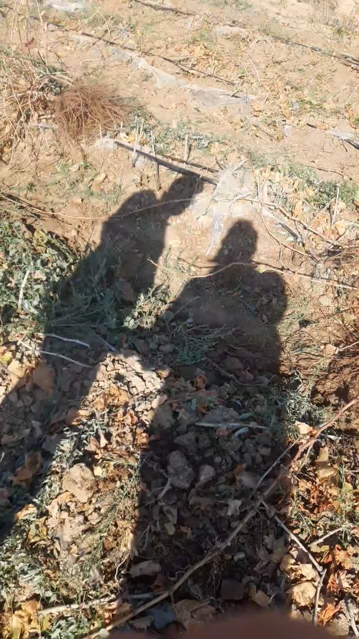 نهال نگور انواع گونه ها در نهالستان|گل و گیاه طبیعی|شازند, |دیوار