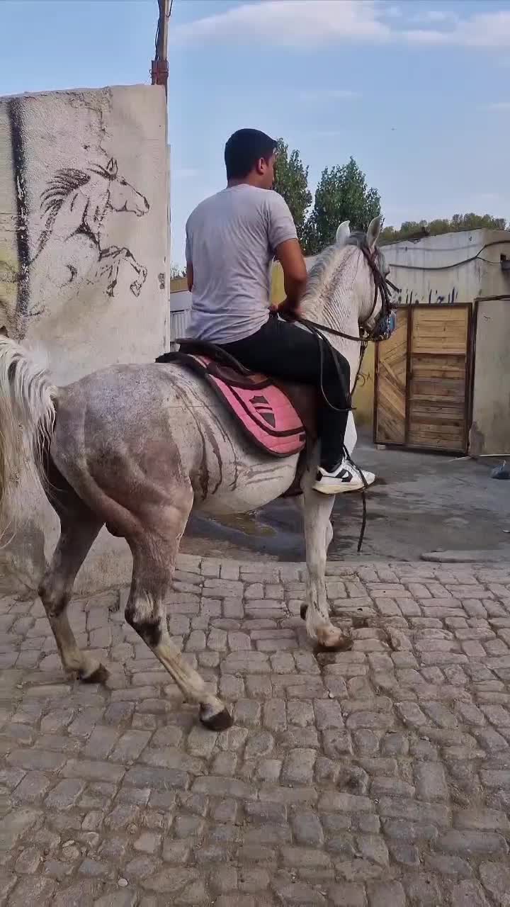 نریان خوش سواری|اسب و تجهیزات اسب‌سواری|تهران, بهارستان|دیوار