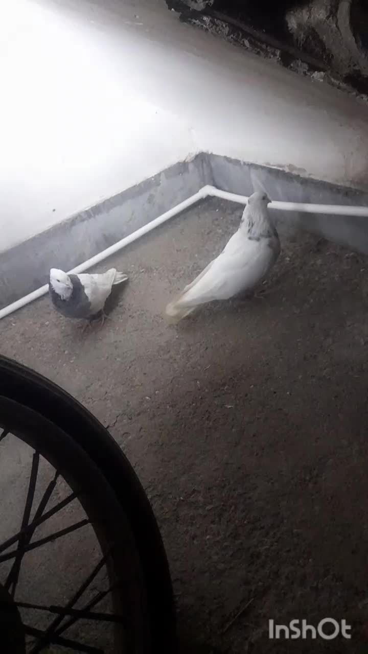 کفتر|پرنده|سربیشه, |دیوار