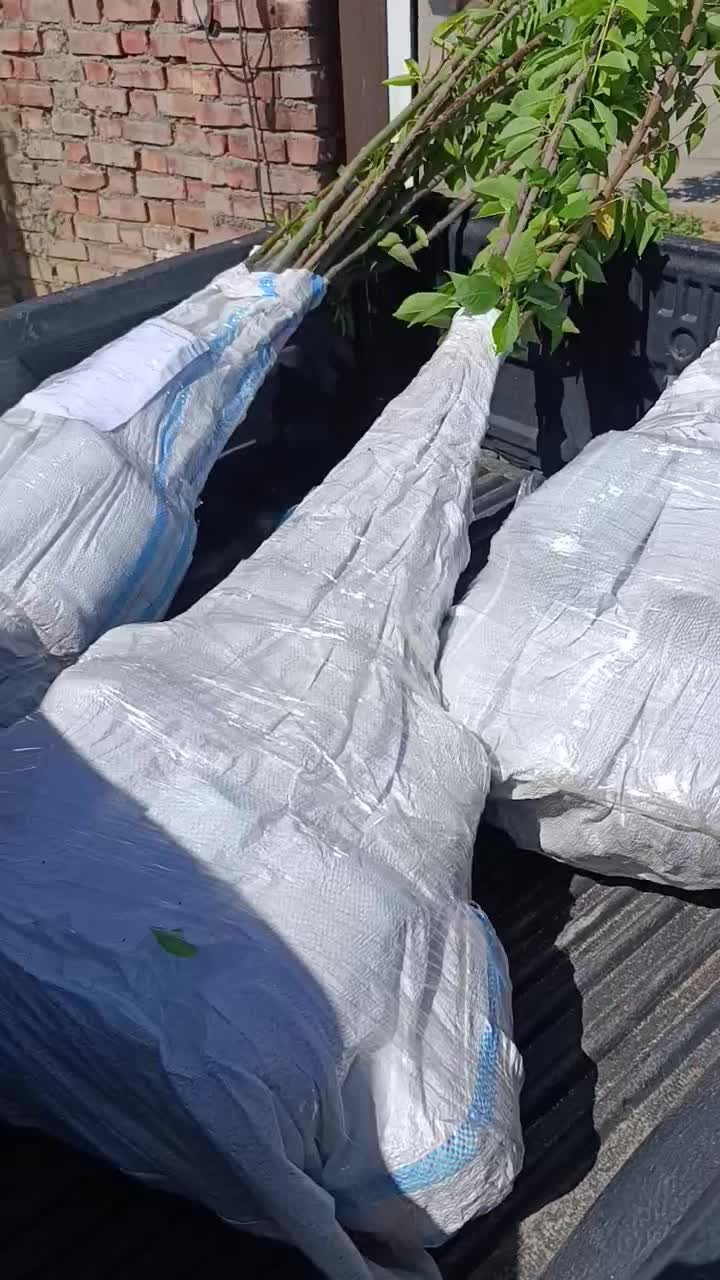 پک ۱۸عددی نهال های گلدانی میوه کاشت تابستانی|خدمات باغبانی و درختکاری|اصفهان, شاهد|دیوار