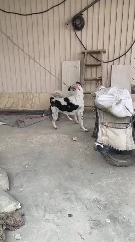 سگ سرابی|سگ|اصفهان, باغ فدک|دیوار