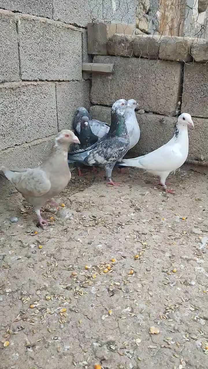 کبوتر های  خاص واس خاص پسند|پرنده|گنبد کاووس, |دیوار