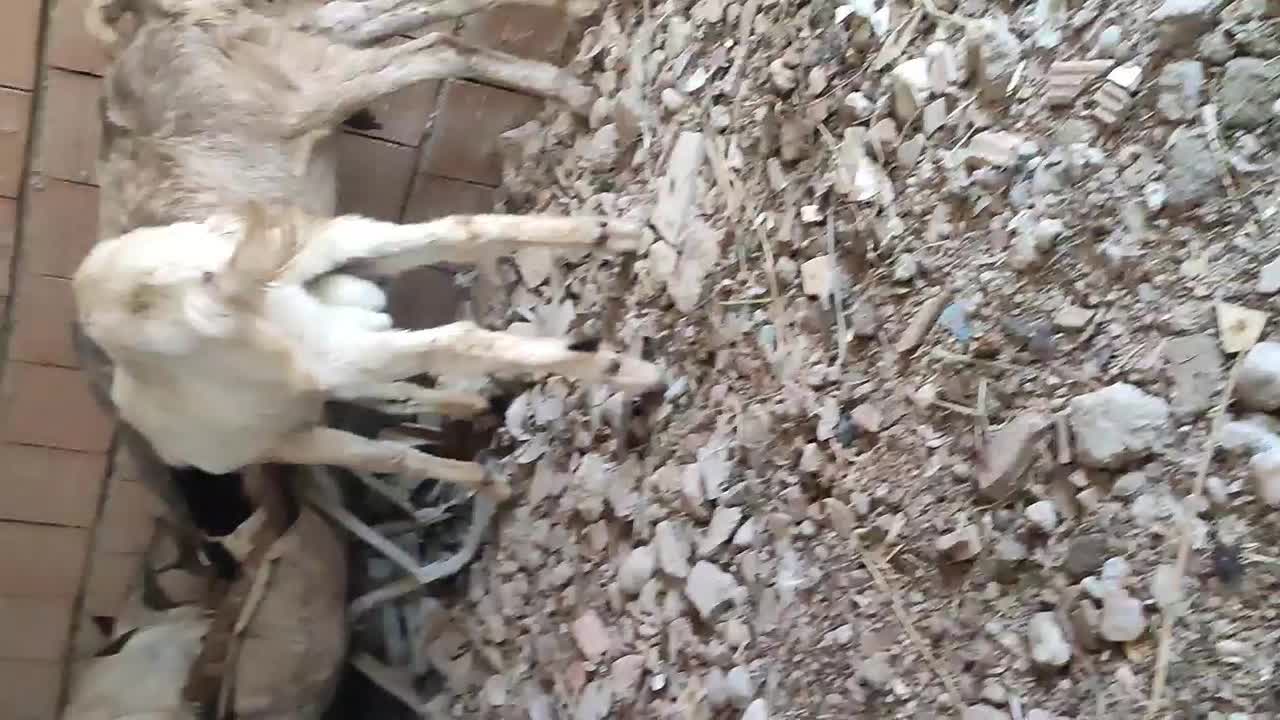 بزغاله نر|حیوانات مزرعه|گرگان, |دیوار